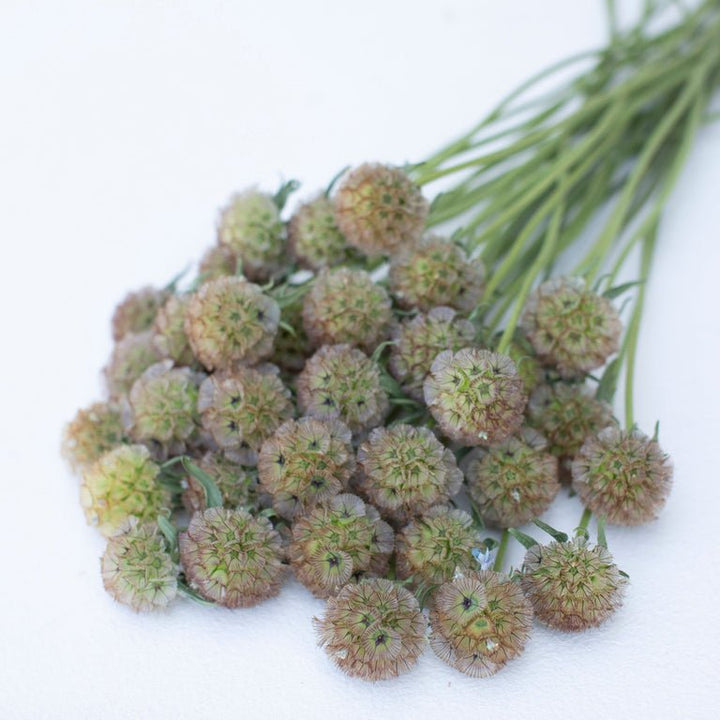 Pincushion Flower ‘Starflower’ - Clementine Home Floral Gift