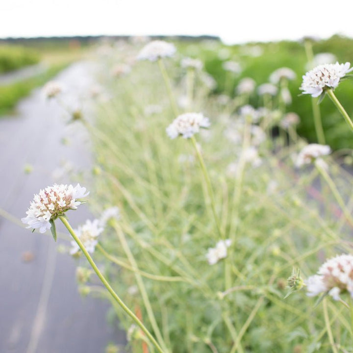 Pincushion Flower ‘Starflower’ - Clementine Home Floral Gift