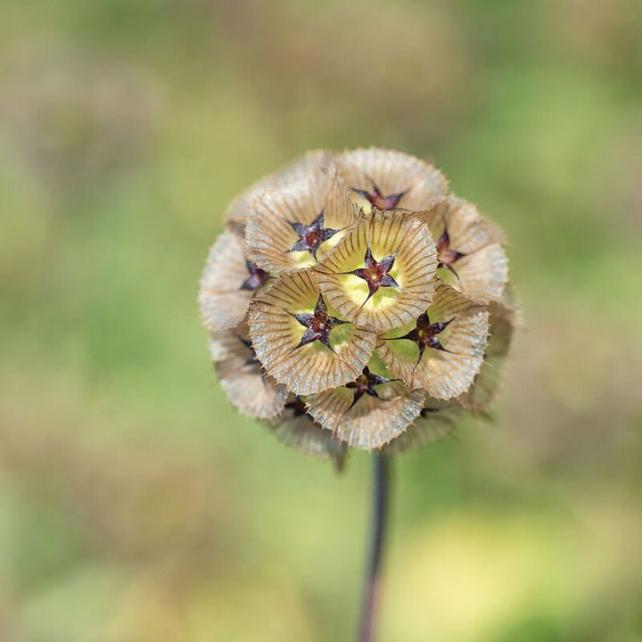 Pincushion Flower - Starflower - Clementine Home Floral Gift