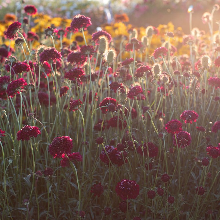 Pincushion Flower ‘Summer Sangria’ - Clementine Home Floral Gift