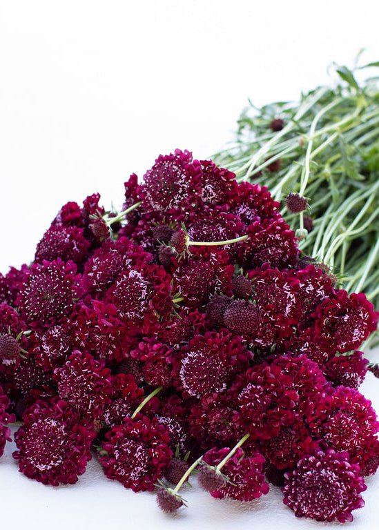 Pincushion Flower ‘Summer Sangria’ - Clementine Home Floral Gift