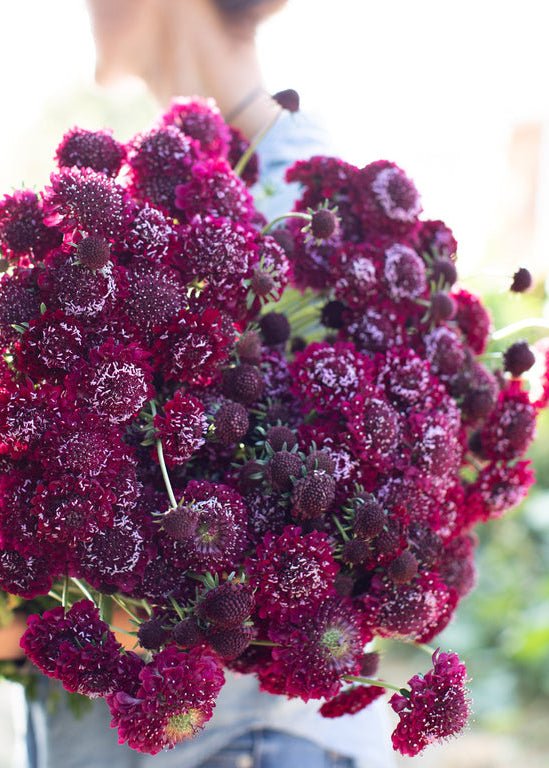 Pincushion Flower ‘Summer Sangria’ - Clementine Home Floral Gift