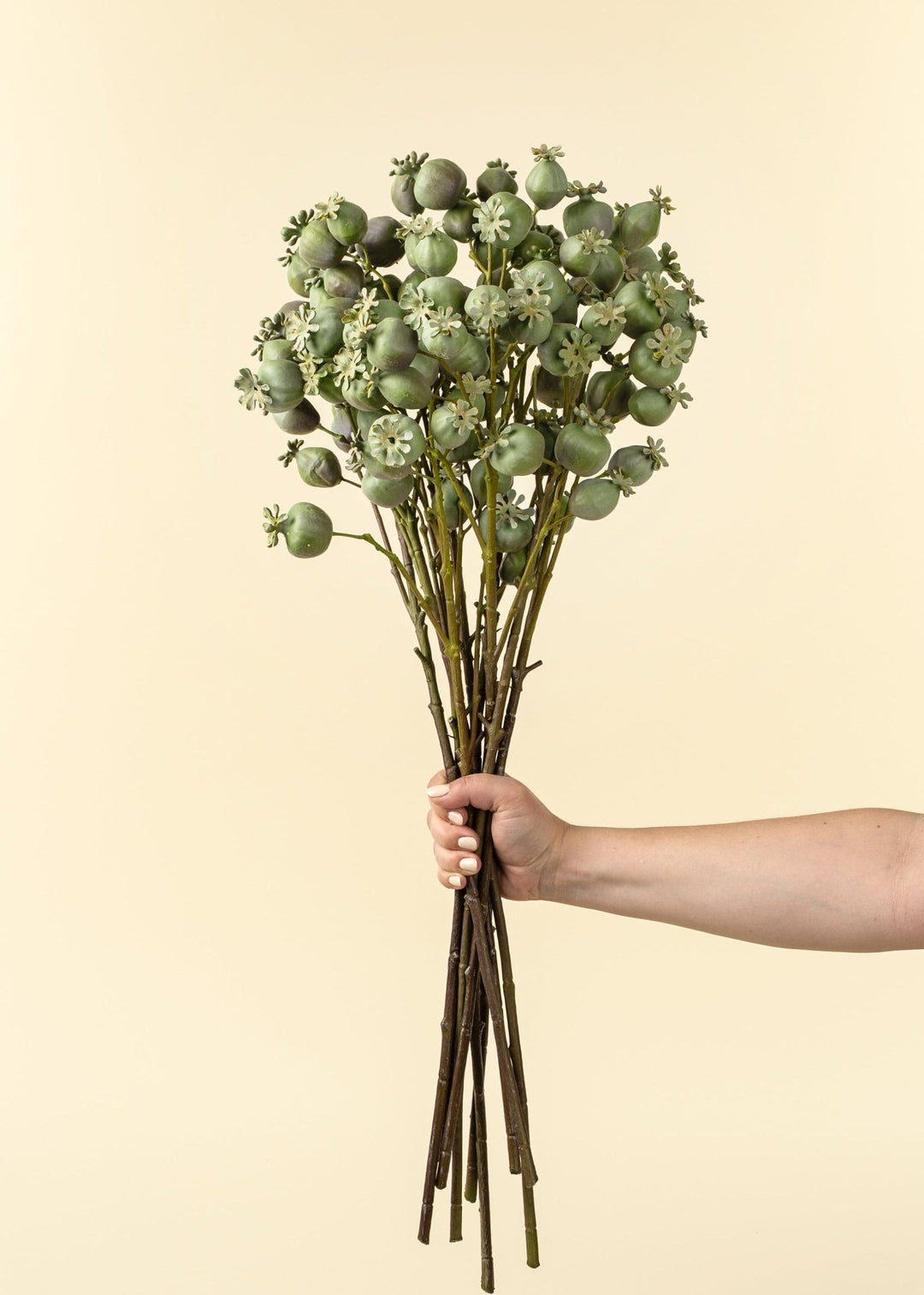 Poppy Pod Branch - Clementine Home Floral Gift