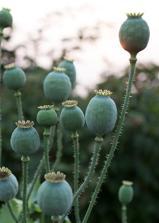 Poppy ‘Rattle Poppy’ - Clementine Home Floral Gift