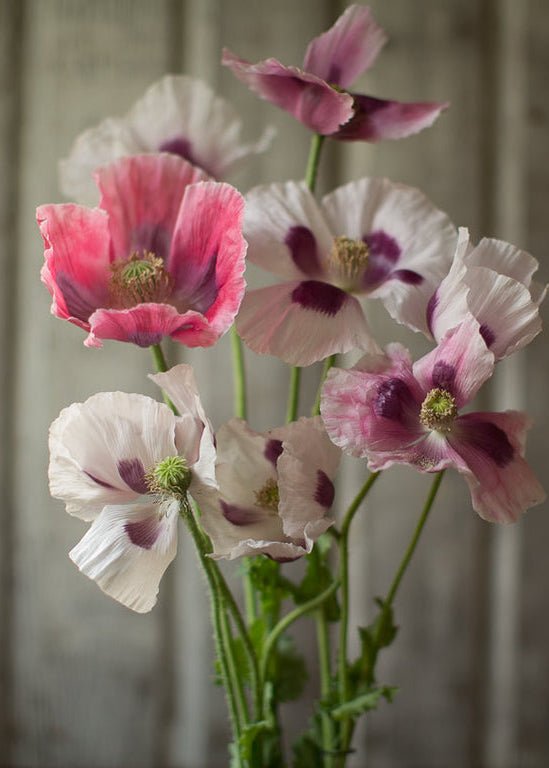 Poppy ‘Rattle Poppy’ - Clementine Home Floral Gift