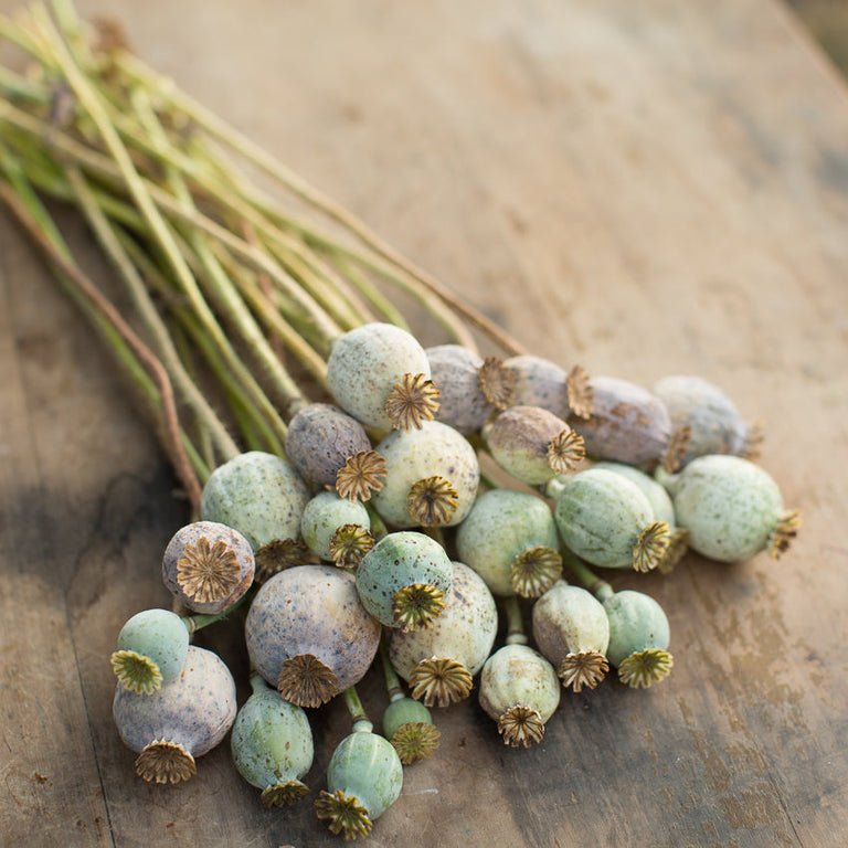 Poppy ‘Rattle Poppy’ - Clementine Home Floral Gift