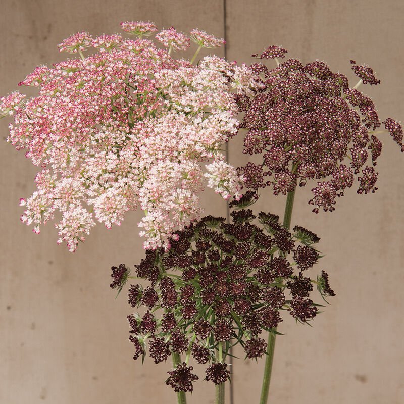 Queen Anne's Lace - Chocolate Lace - Clementine Home Floral Gift
