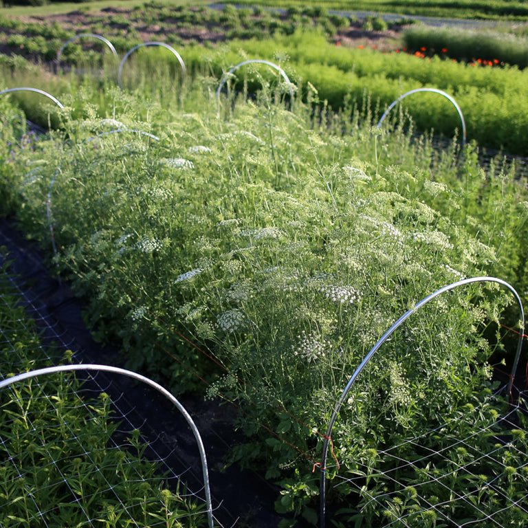 Queen Anne’s Lace ‘Green Mist’ - Clementine Home Floral Gift