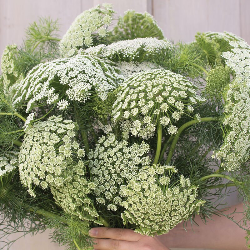 Queen Anne’s Lace - Green Mist - Clementine Home Floral Gift