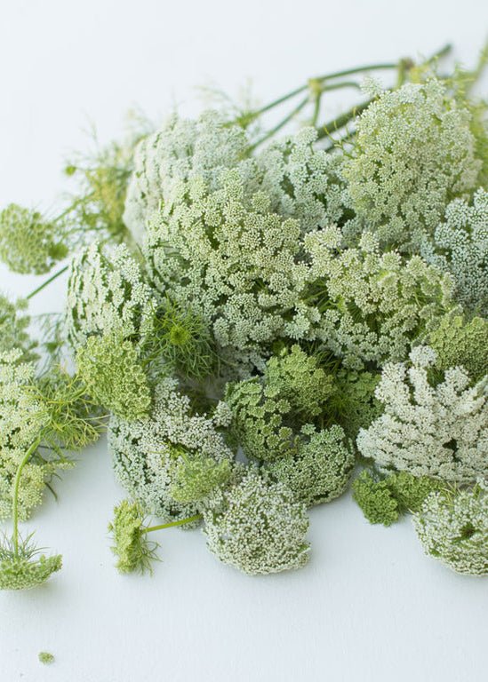 Queen Anne’s Lace ‘Green Mist’ - Clementine Home Floral Gift
