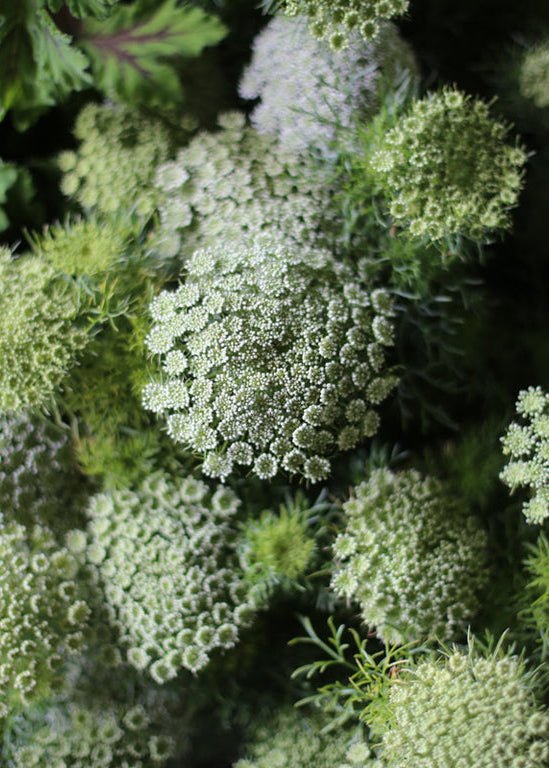 Queen Anne’s Lace ‘Green Mist’ - Clementine Home Floral Gift
