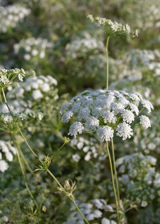 Queen Anne’s Lace ‘Queen of Africa’ - Clementine Home Floral Gift