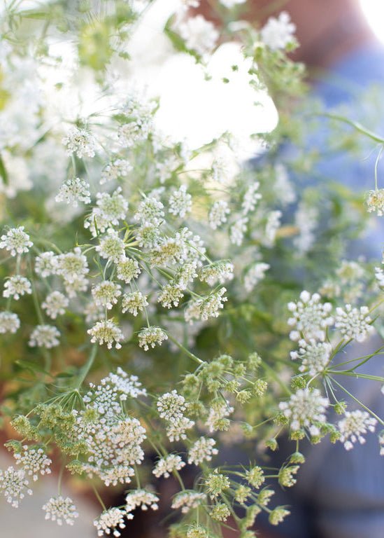Queen Anne’s Lace ‘Queen of Africa’ - Clementine Home Floral Gift