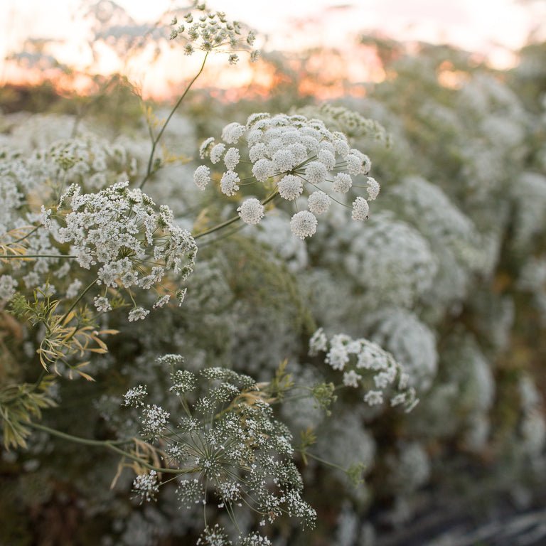 Queen Anne’s Lace ‘Queen of Africa’ - Clementine Home Floral Gift