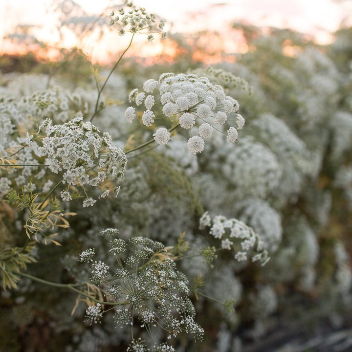 Queen Anne’s Lace ‘Queen of Africa’ - Clementine Home Floral Gift