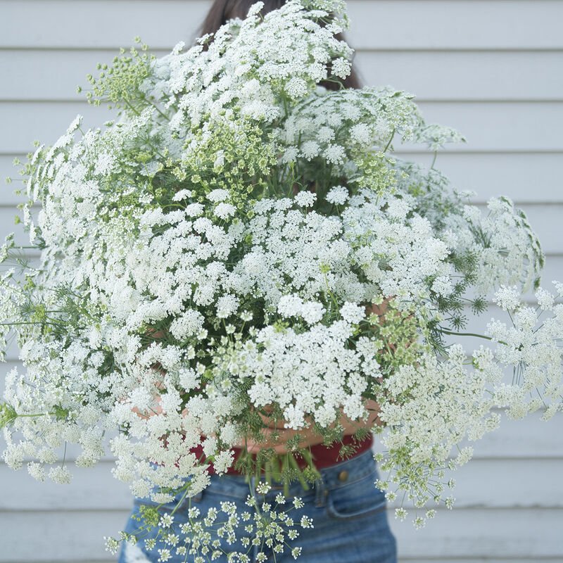 Queen Anne’s Lace - Queen of Africa - Clementine Home Floral Gift