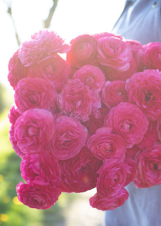 Ranunculus ‘Amandine Bonbon’ - Clementine Home Floral Gift