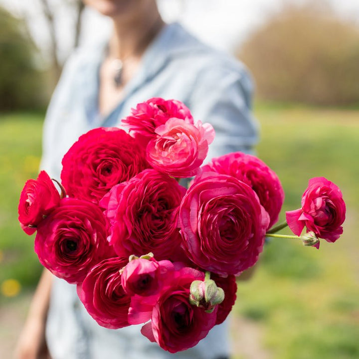 Ranunculus ‘Amandine Bonbon’ - Clementine Home Floral Gift