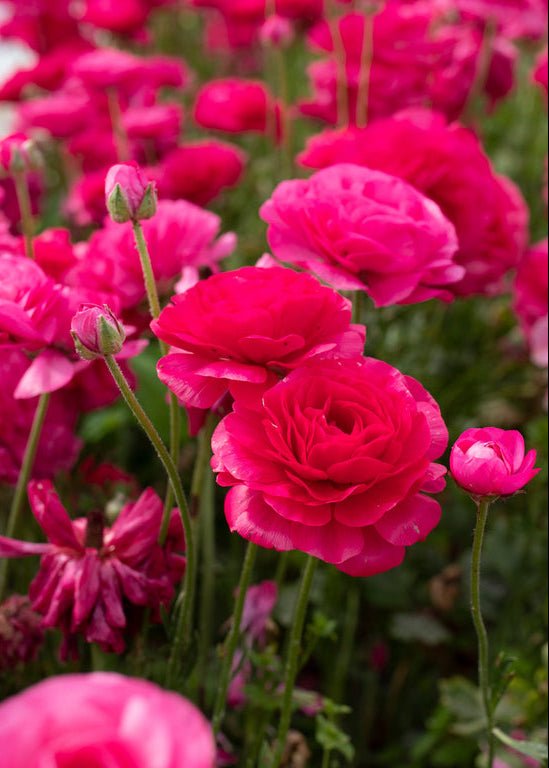 Ranunculus ‘Amandine Bonbon’ - Clementine Home Floral Gift