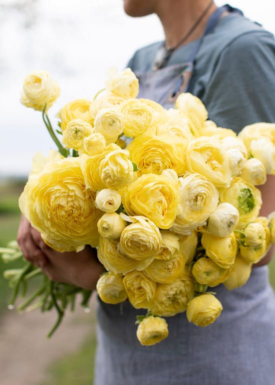 Ranunculus ‘Amandine Cream’ - Clementine Home Floral Gift