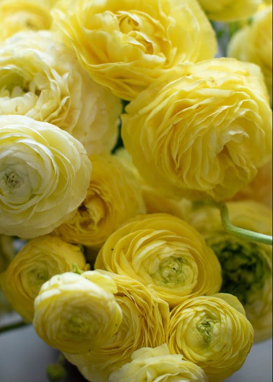 Ranunculus ‘Amandine Cream’ - Clementine Home Floral Gift