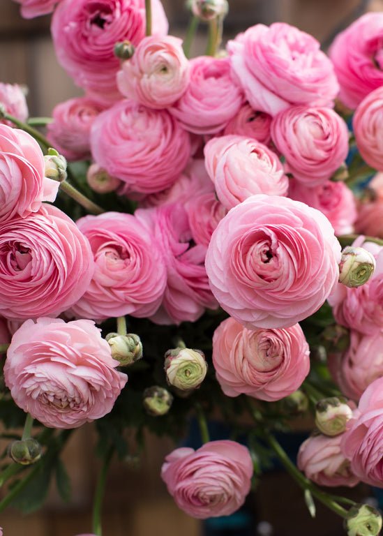 Ranunculus ‘Amandine Marshmallow’ - Clementine Home Floral Gift