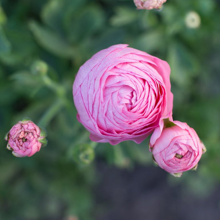 Ranunculus ‘Amandine Marshmallow’ - Clementine Home Floral Gift