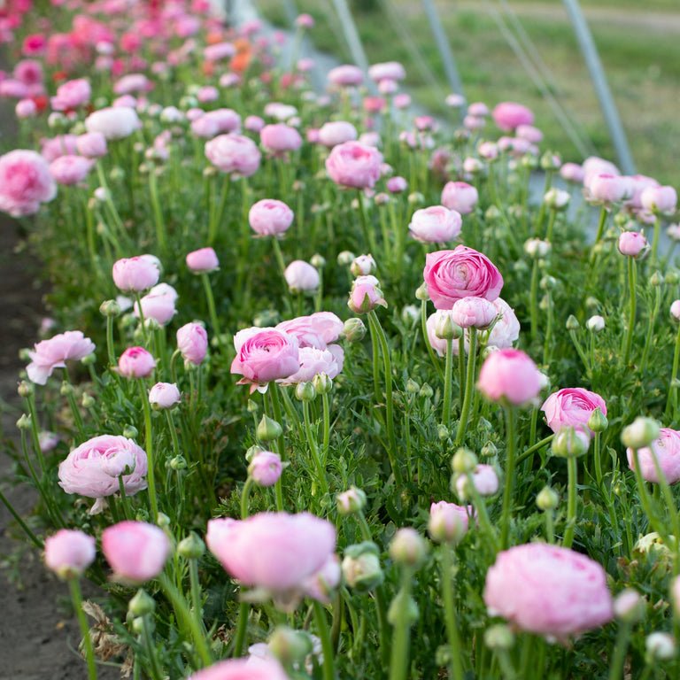 Ranunculus ‘Amandine Marshmallow’ - Clementine Home Floral Gift