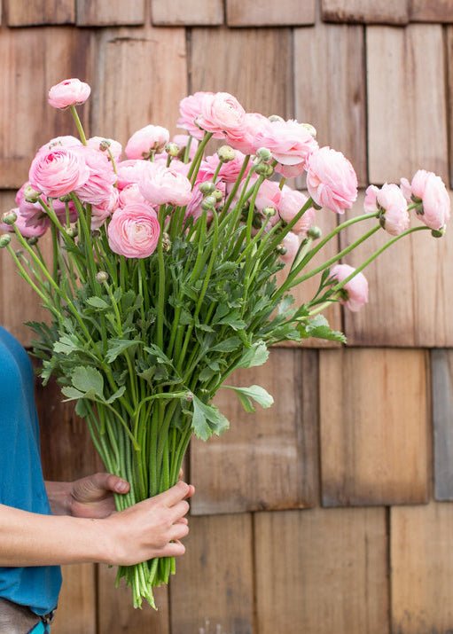 Ranunculus ‘Amandine Marshmallow’ - Clementine Home Floral Gift