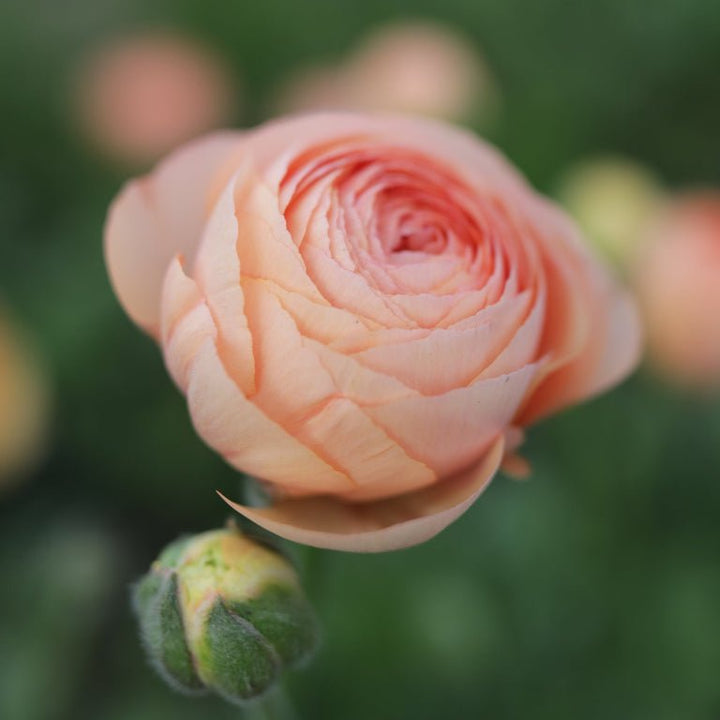 Ranunculus ‘Amandine Salmon’ - Clementine Home Floral Gift