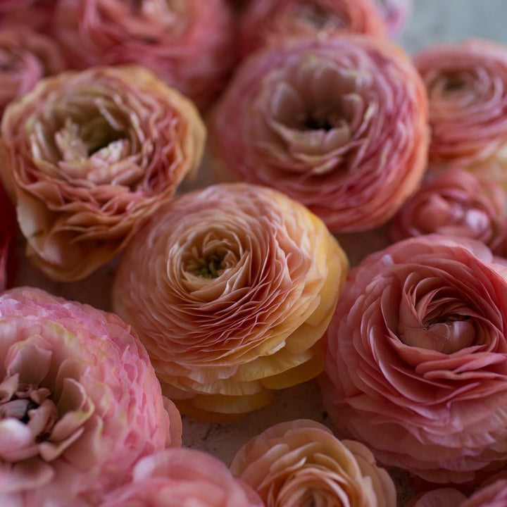 Ranunculus ‘Amandine Salmon’ - Clementine Home Floral Gift