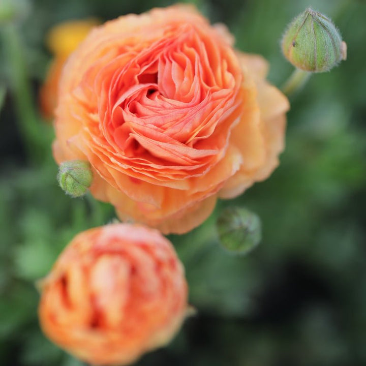 Ranunculus ‘Amandine Salmon’ - Clementine Home Floral Gift