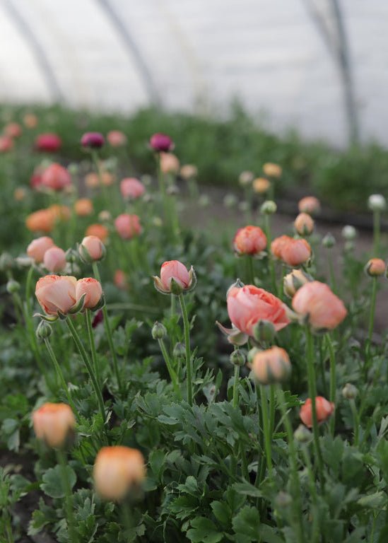 Ranunculus ‘Amandine Salmon’ - Clementine Home Floral Gift