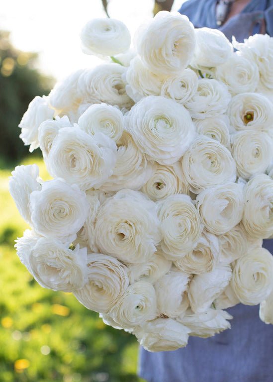 Ranunculus ‘Amandine White’ - Clementine Home Floral Gift