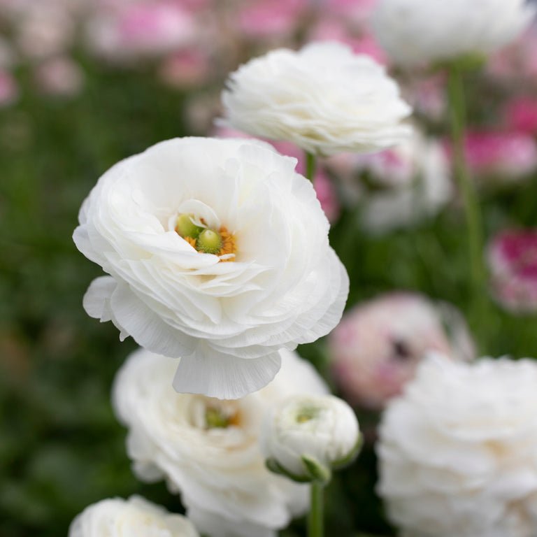 Ranunculus ‘Amandine White’ - Clementine Home Floral Gift