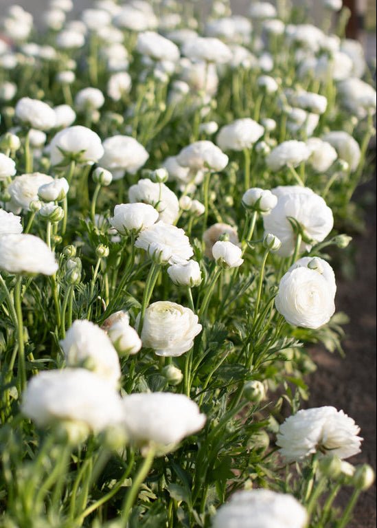 Ranunculus ‘Amandine White’ - Clementine Home Floral Gift