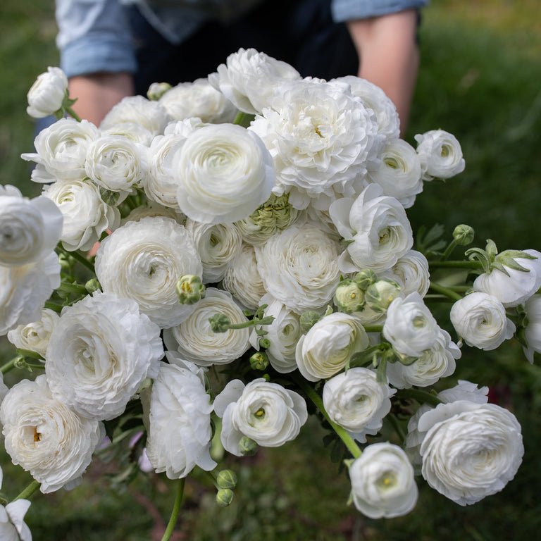 Ranunculus ‘Amandine White’ - Clementine Home Floral Gift