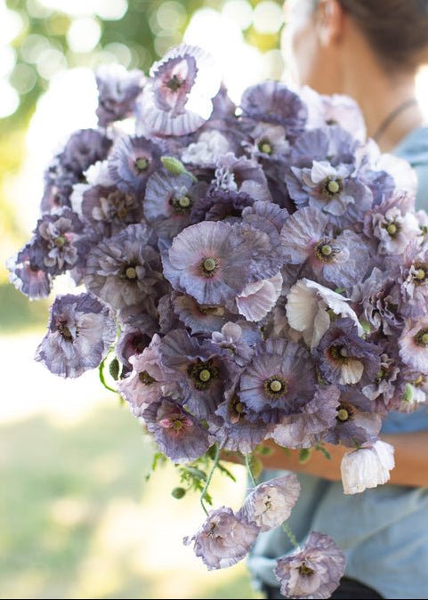 Shirley Poppy ‘Amazing Grey’ - Clementine Home Floral Gift