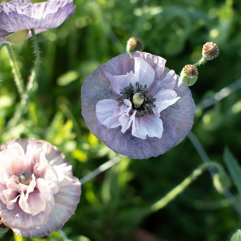 Shirley Poppy ‘Amazing Grey’ - Clementine Home Floral Gift
