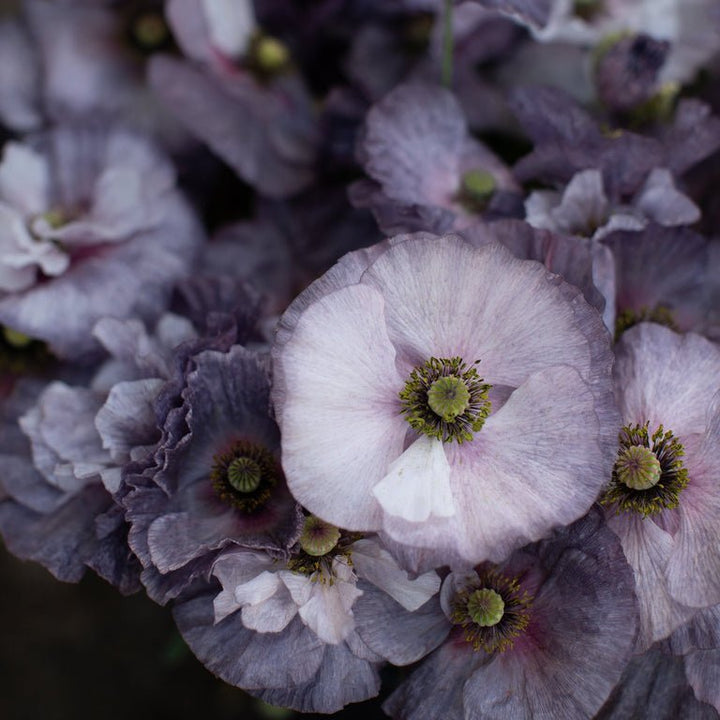 Shirley Poppy ‘Amazing Grey’ - Clementine Home Floral Gift