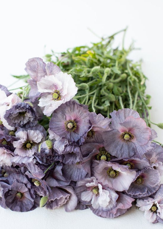 Shirley Poppy ‘Amazing Grey’ - Clementine Home Floral Gift