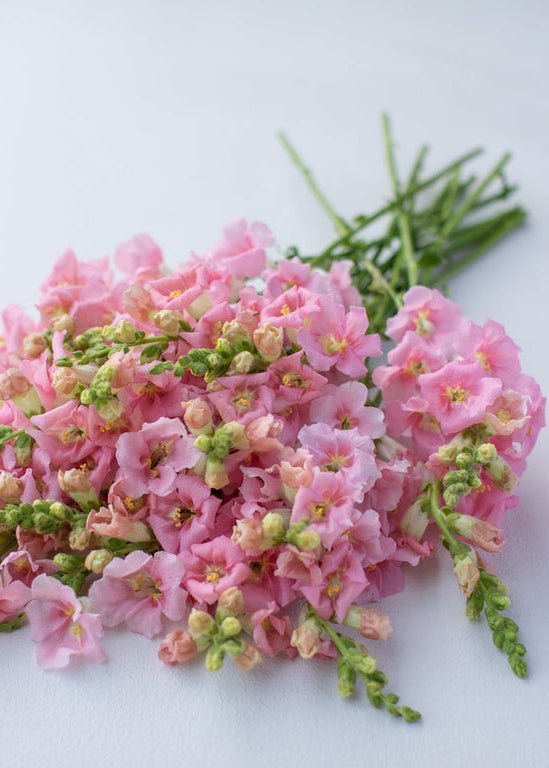 Snapdragon ‘Chantilly Light Pink’ - Clementine Home Floral Gift