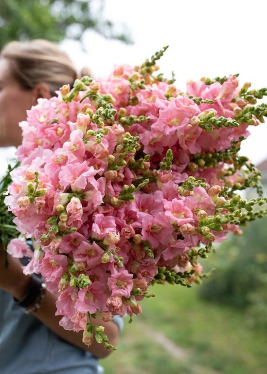 Snapdragon ‘Chantilly Light Pink’ - Clementine Home Floral Gift