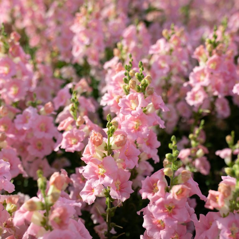 Snapdragon ‘Chantilly Light Pink’ - Clementine Home Floral Gift