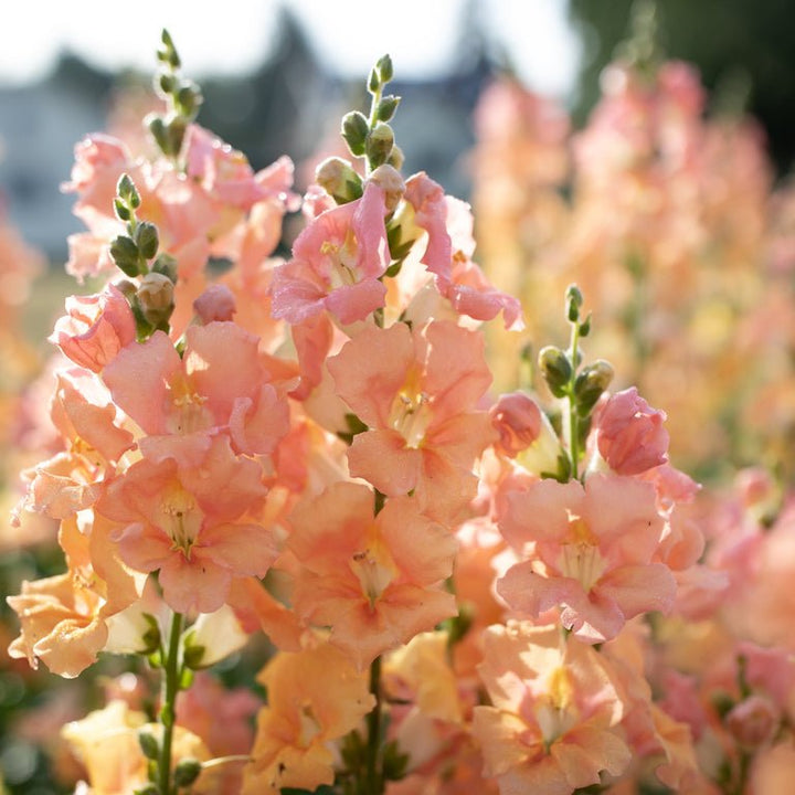 Snapdragon ‘Chantilly Light Salmon’ - Clementine Home Floral Gift