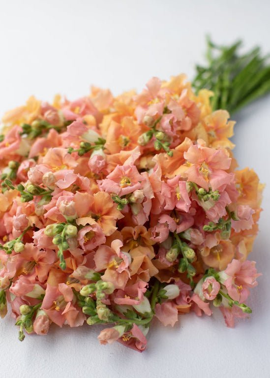 Snapdragon ‘Chantilly Light Salmon’ - Clementine Home Floral Gift