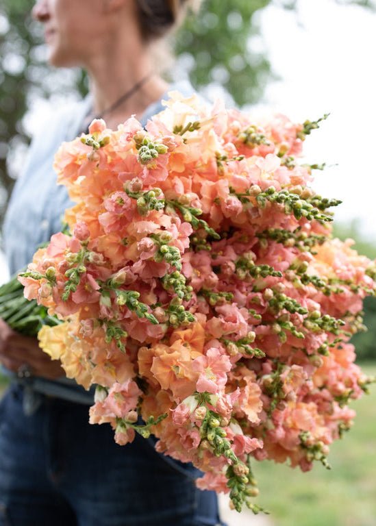 Snapdragon ‘Chantilly Light Salmon’ - Clementine Home Floral Gift
