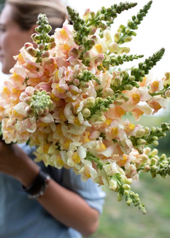 Snapdragon ‘Costa Apricot’ - Clementine Home Floral Gift