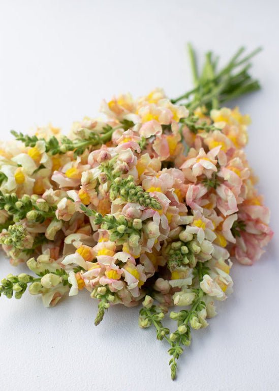 Snapdragon ‘Costa Apricot’ - Clementine Home Floral Gift