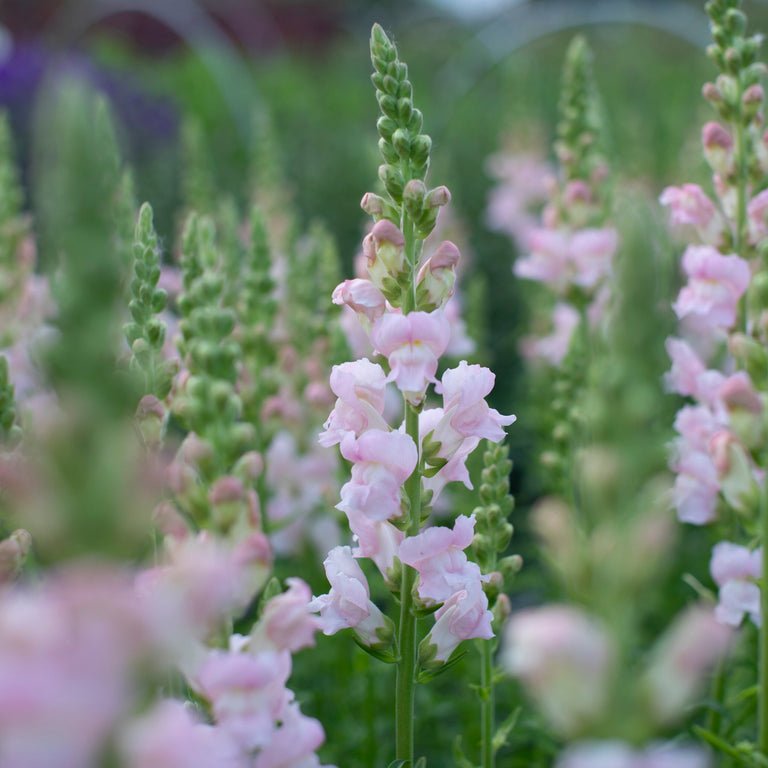 Snapdragon ‘Costa Silver’ - Clementine Home Floral Gift